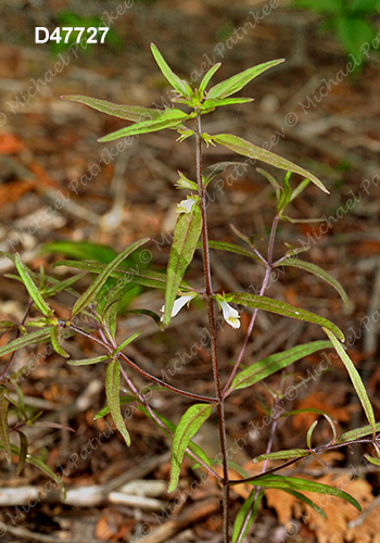 American Cow-wheat (Melampyrum lineare)